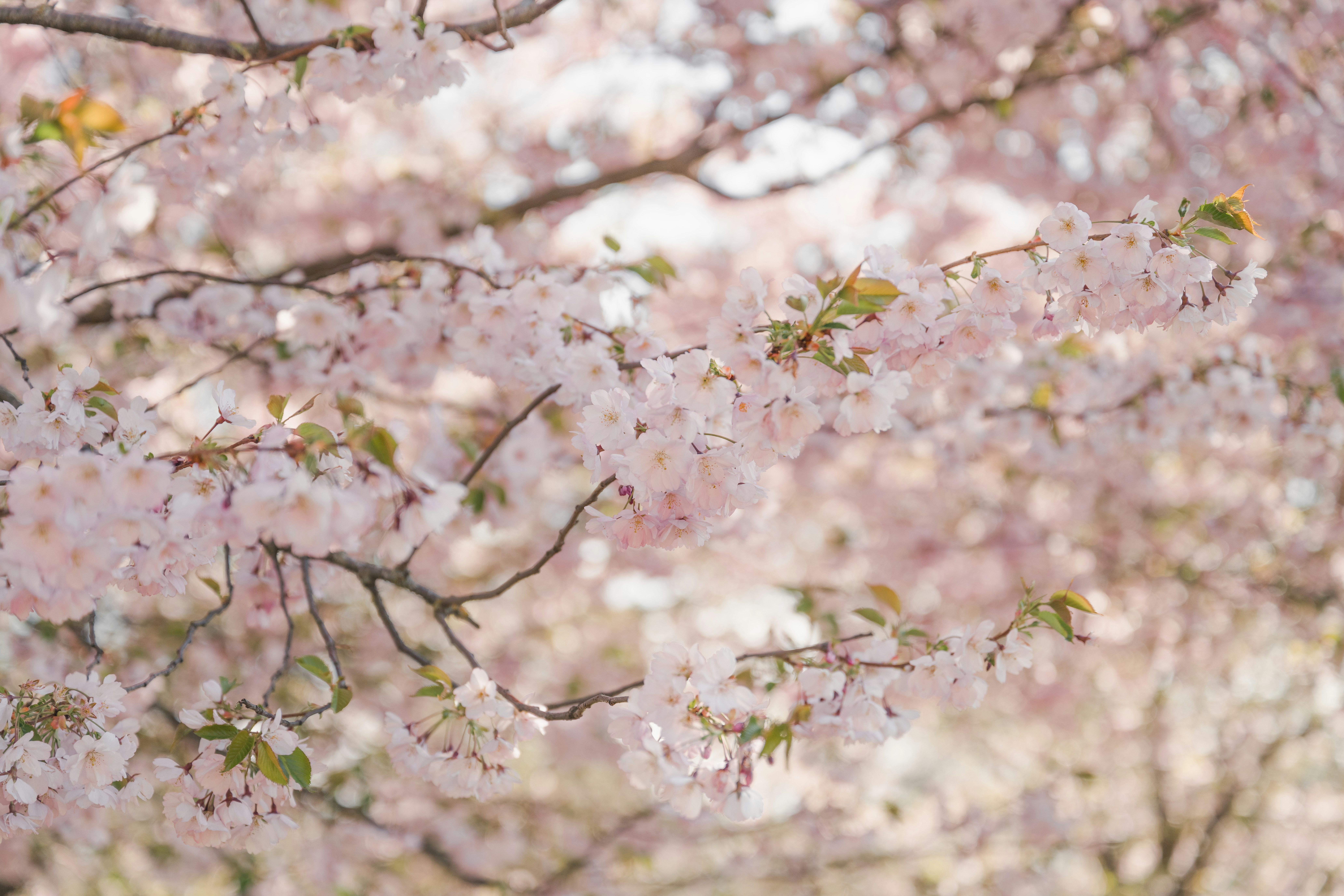 Photo by anitaaustvika