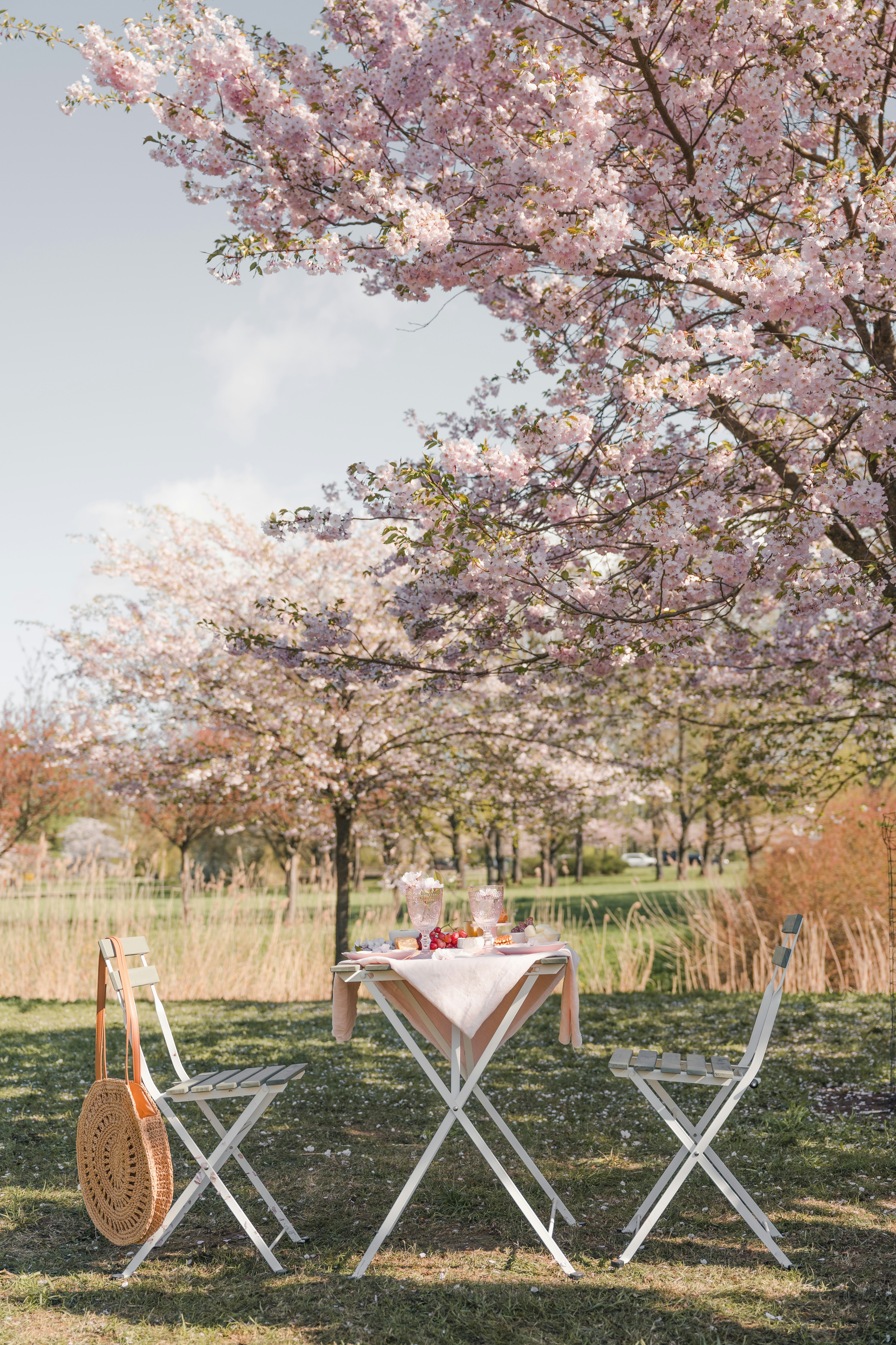 une table de pique-avec deux chaises sous un arbre
