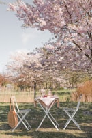 A cozy family picnic set up under blooming cherry blossom trees.