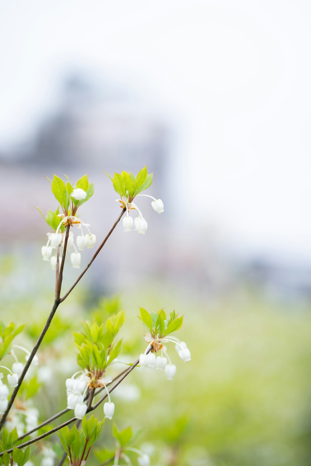 a close up of a plant with white flowers