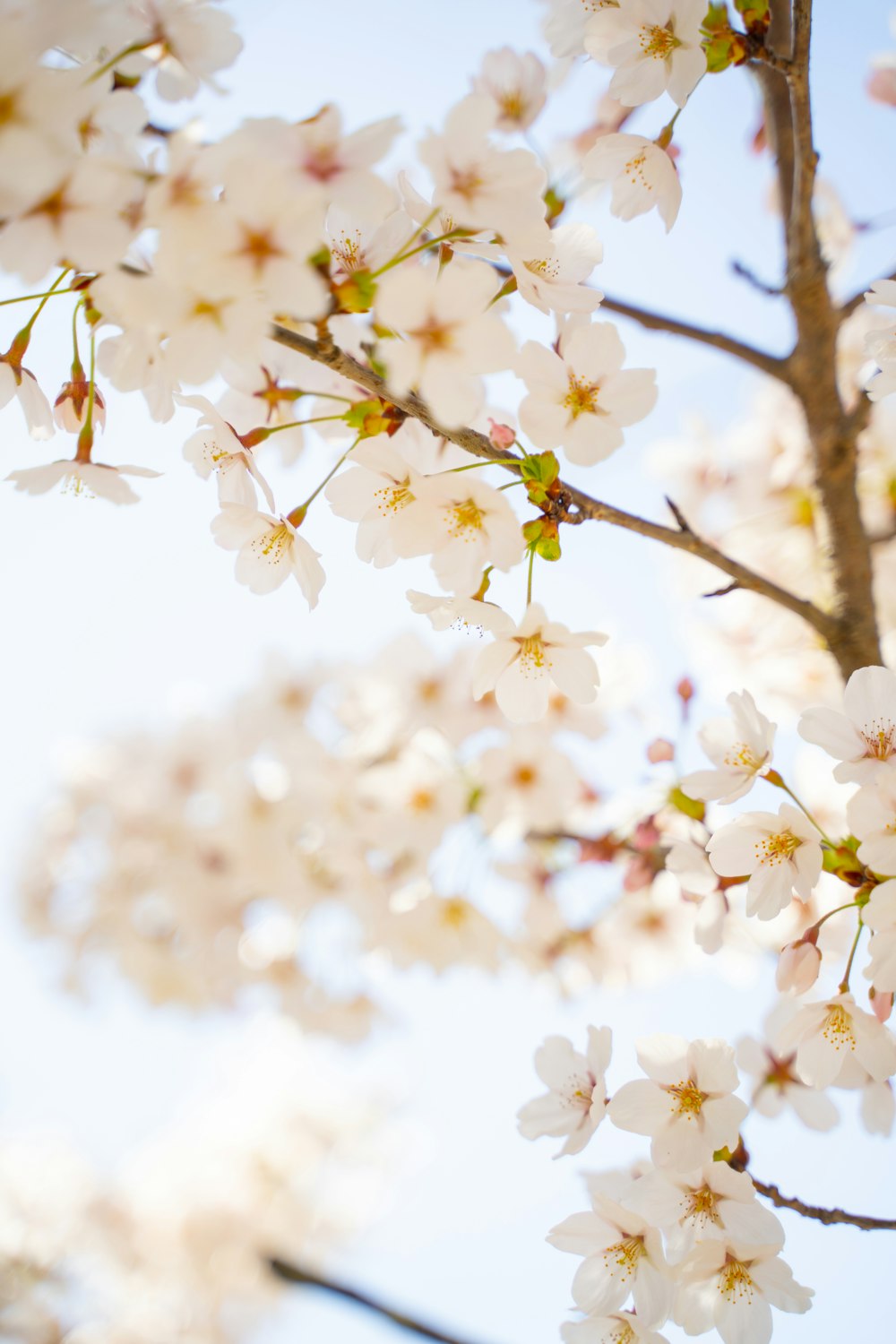 a close up of a tree with white flowers