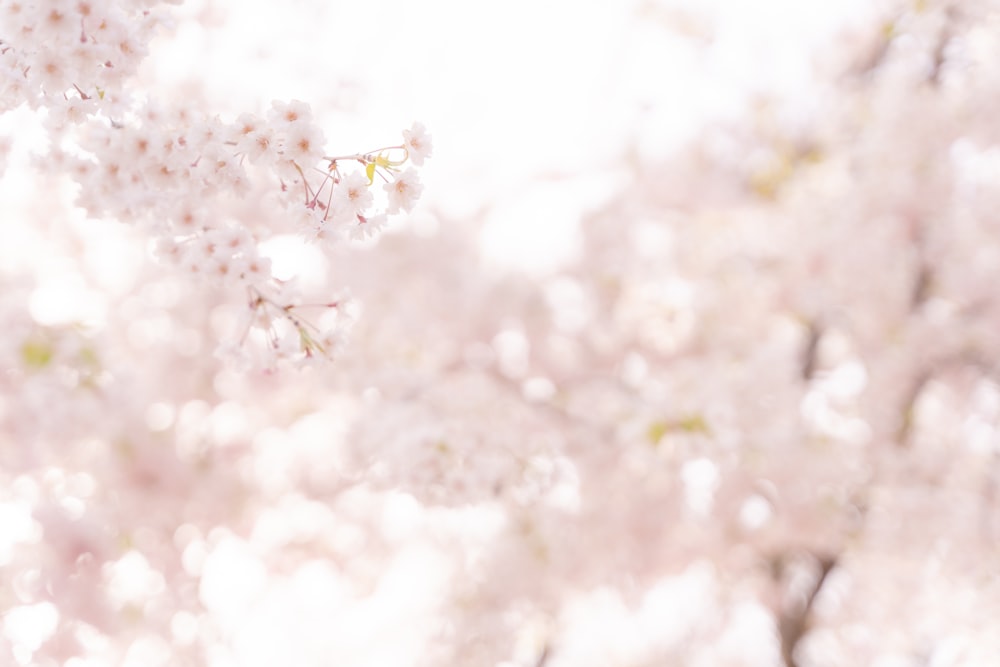 a blurry photo of a tree with pink flowers