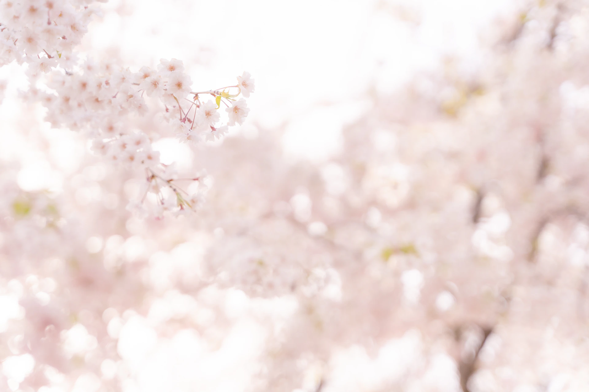 a blurry photo of a tree with pink flowers