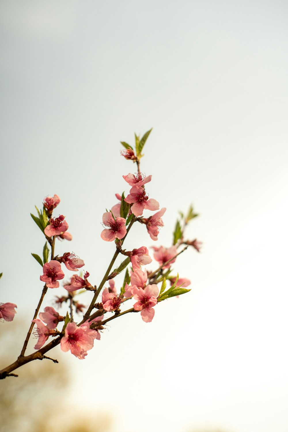 a branch of a flowering tree with pink flowers