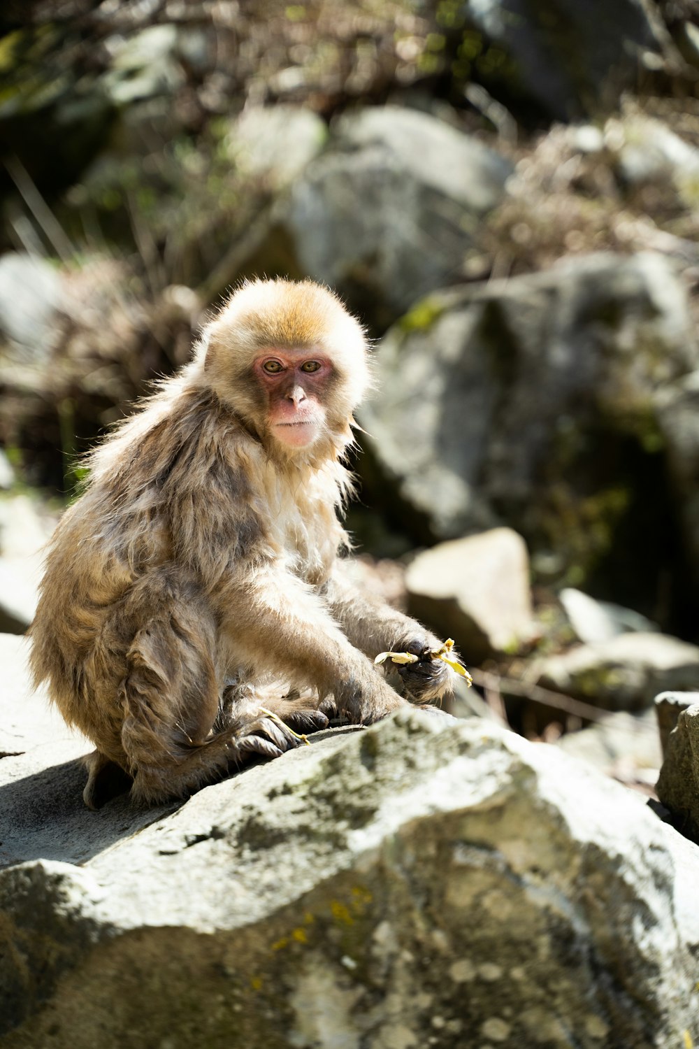 a small monkey sitting on top of a rock