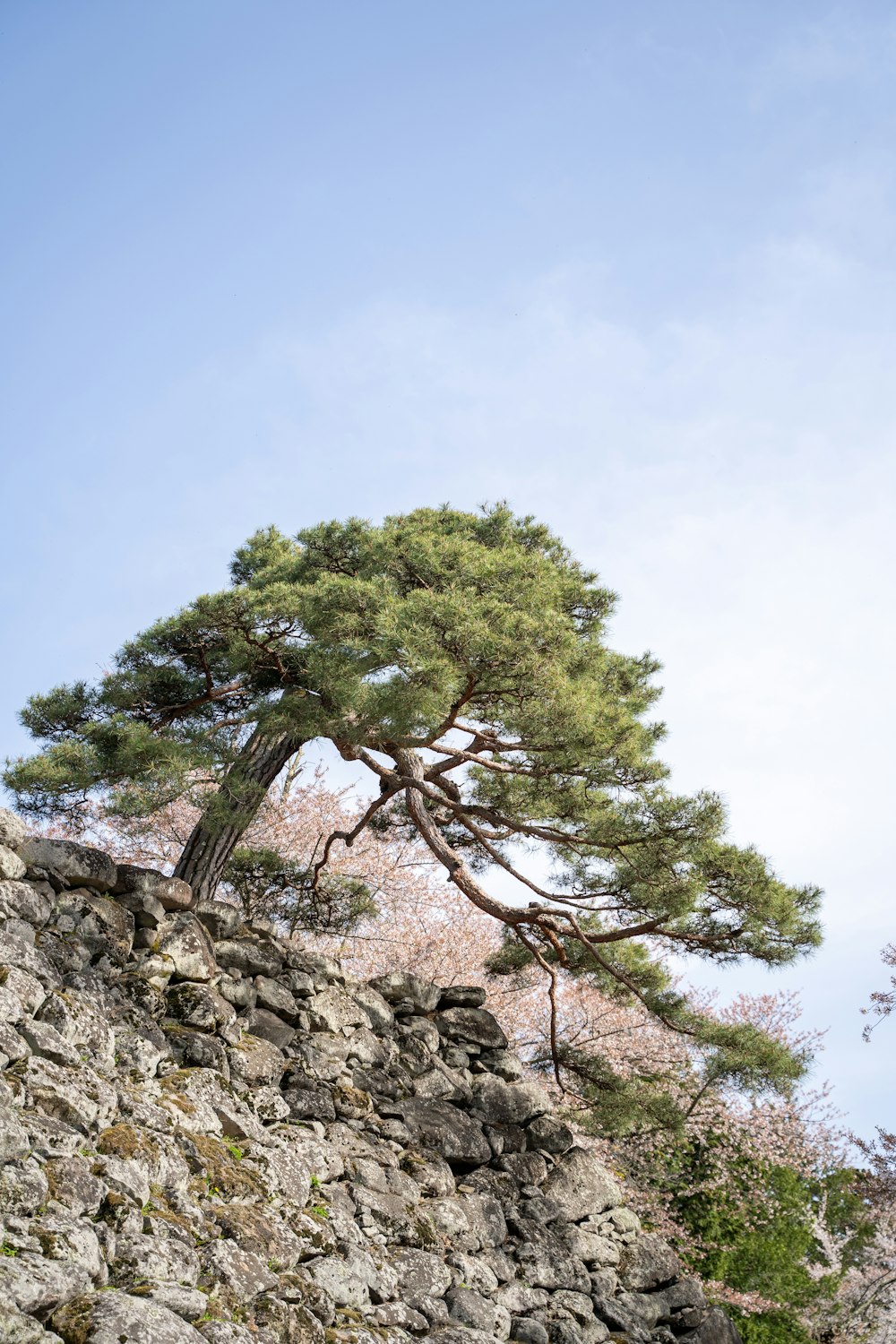 a lone pine tree on a rocky cliff