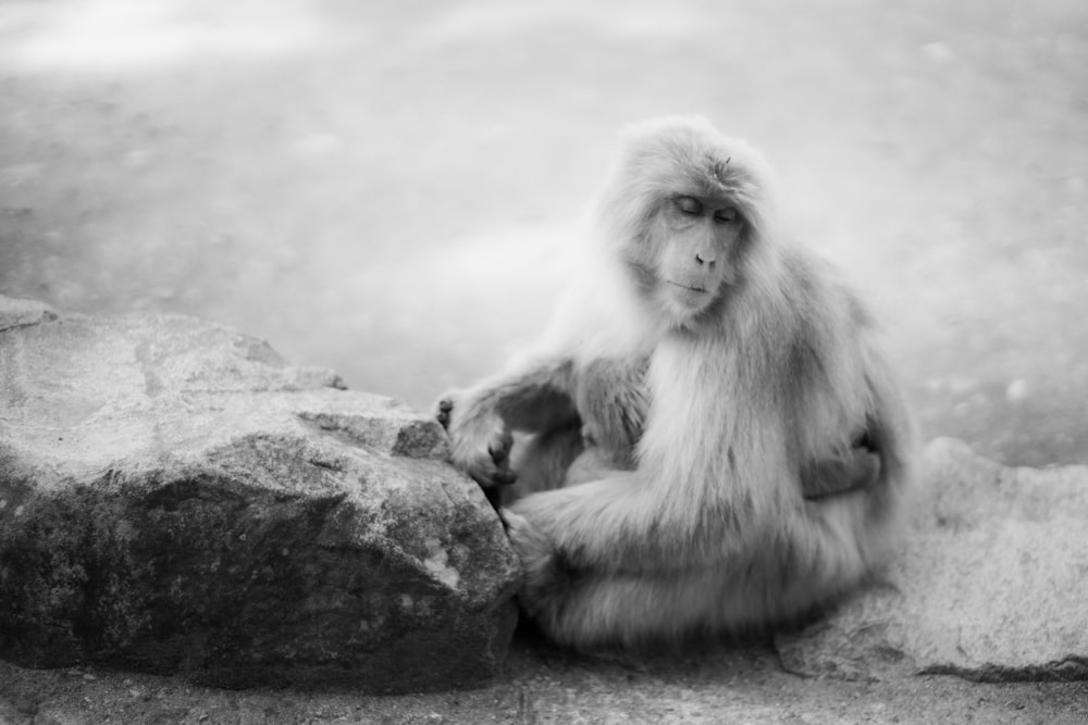 a monkey sitting on top of a large rock