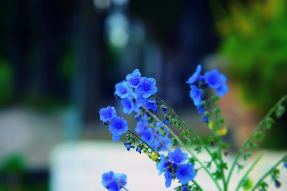 a bunch of blue flowers in a vase
