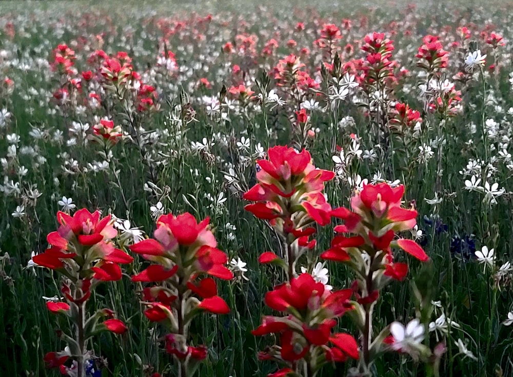 Un champ plein de fleurs rouges et blanches