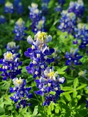 a bunch of blue flowers that are in the grass