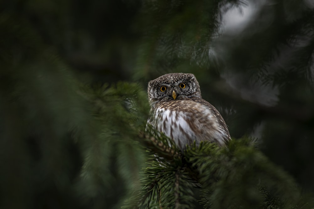 an owl is sitting in a pine tree