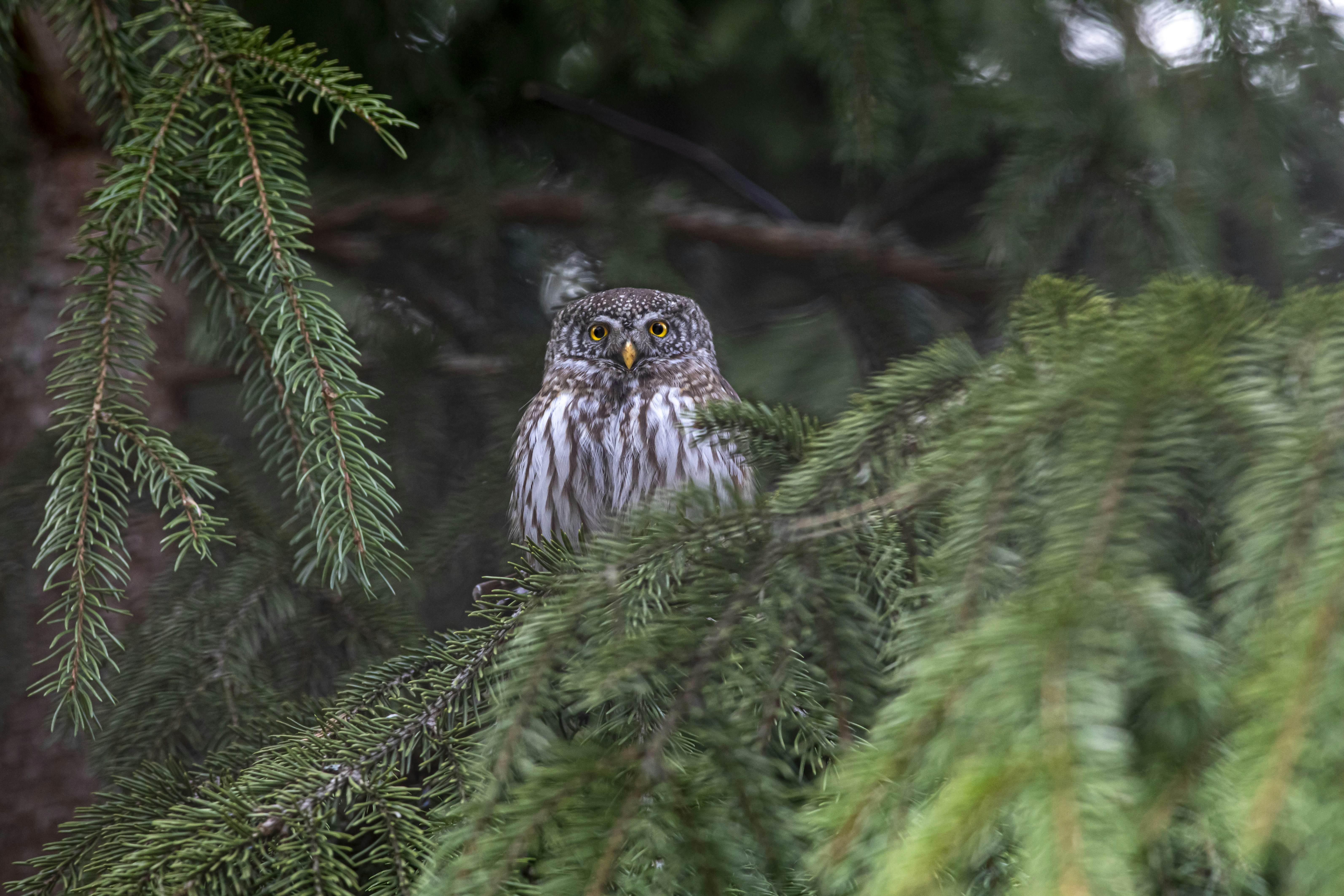 Photo by erik_karits