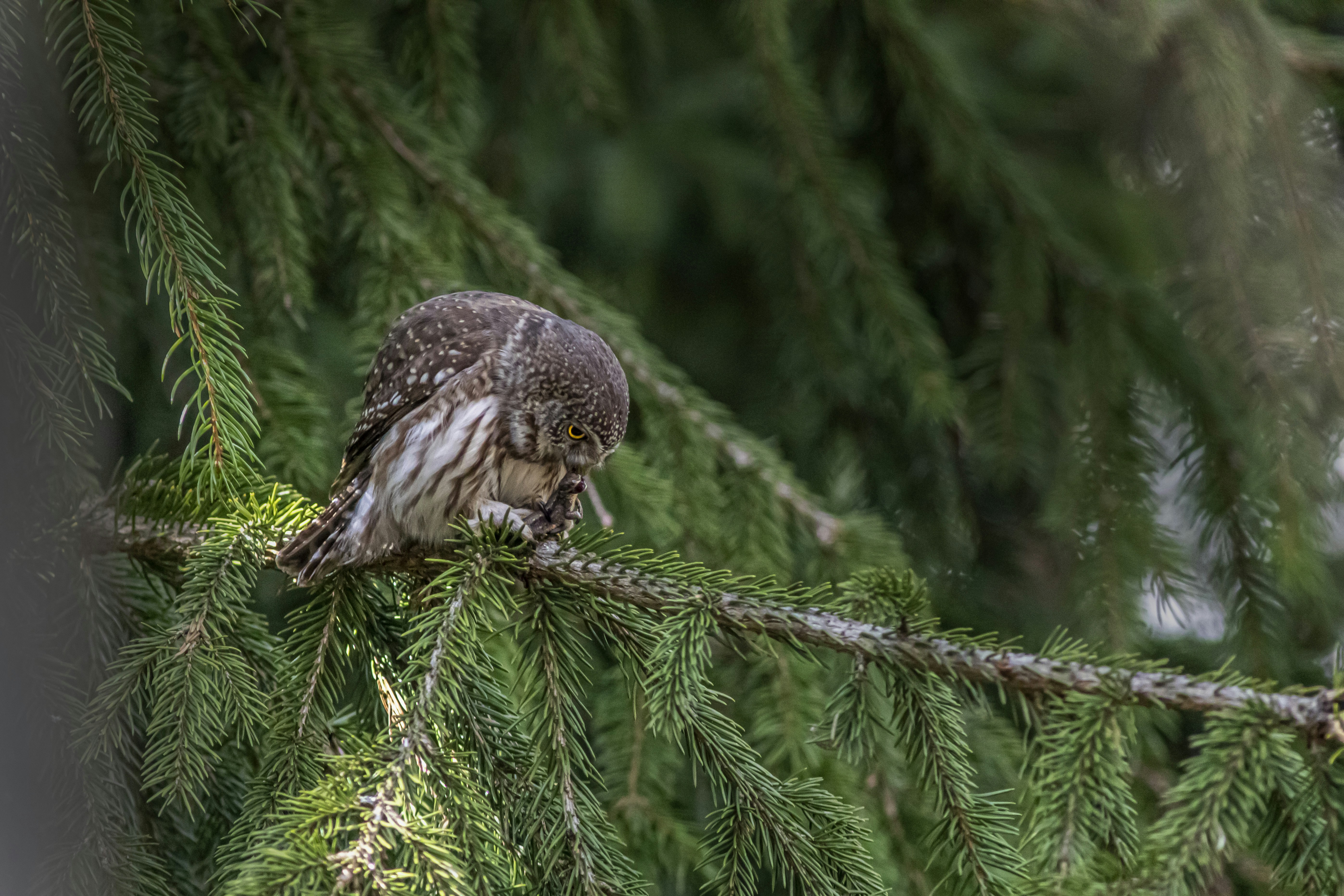 Photo by erik_karits