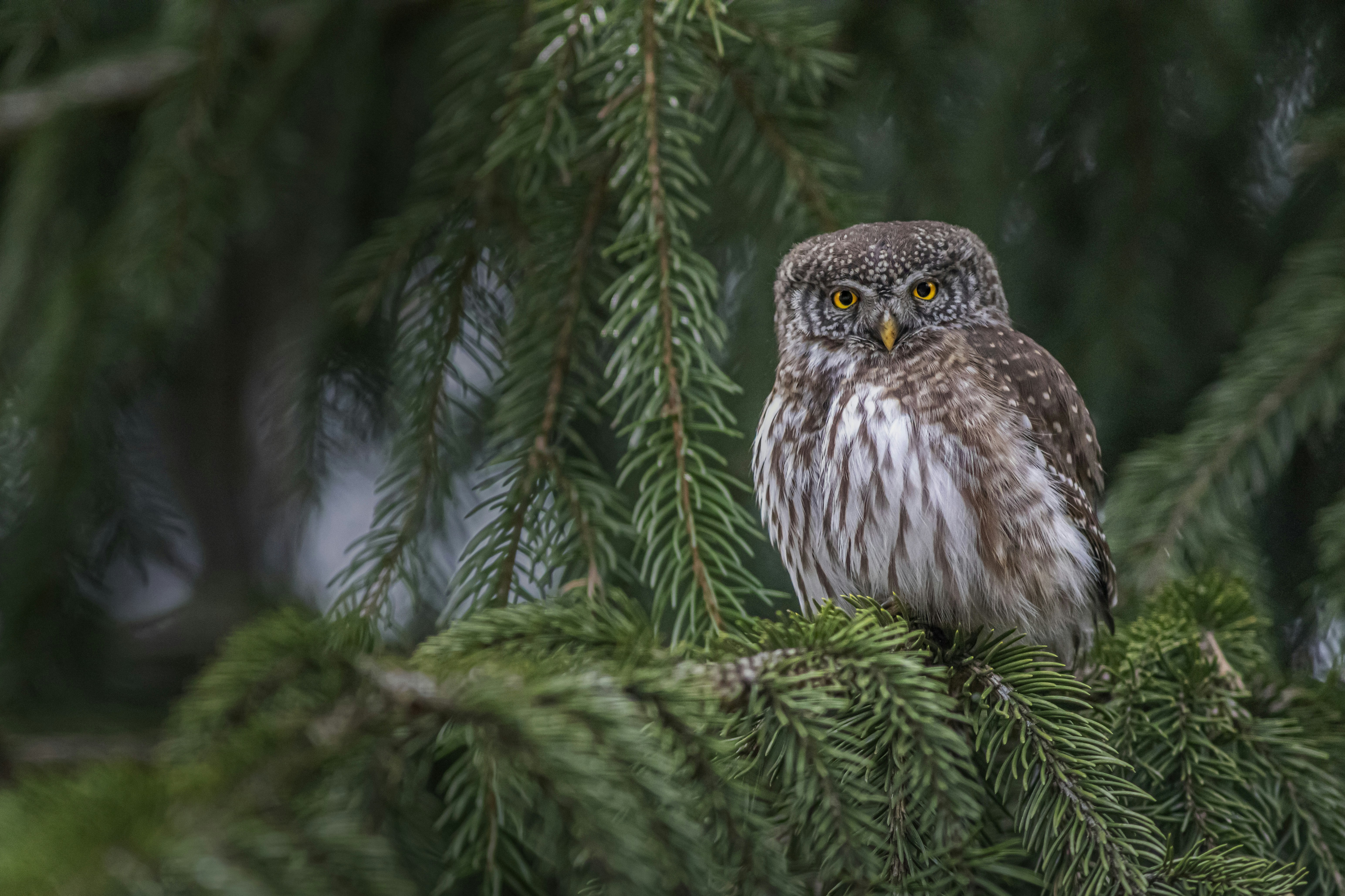 Photo by erik_karits