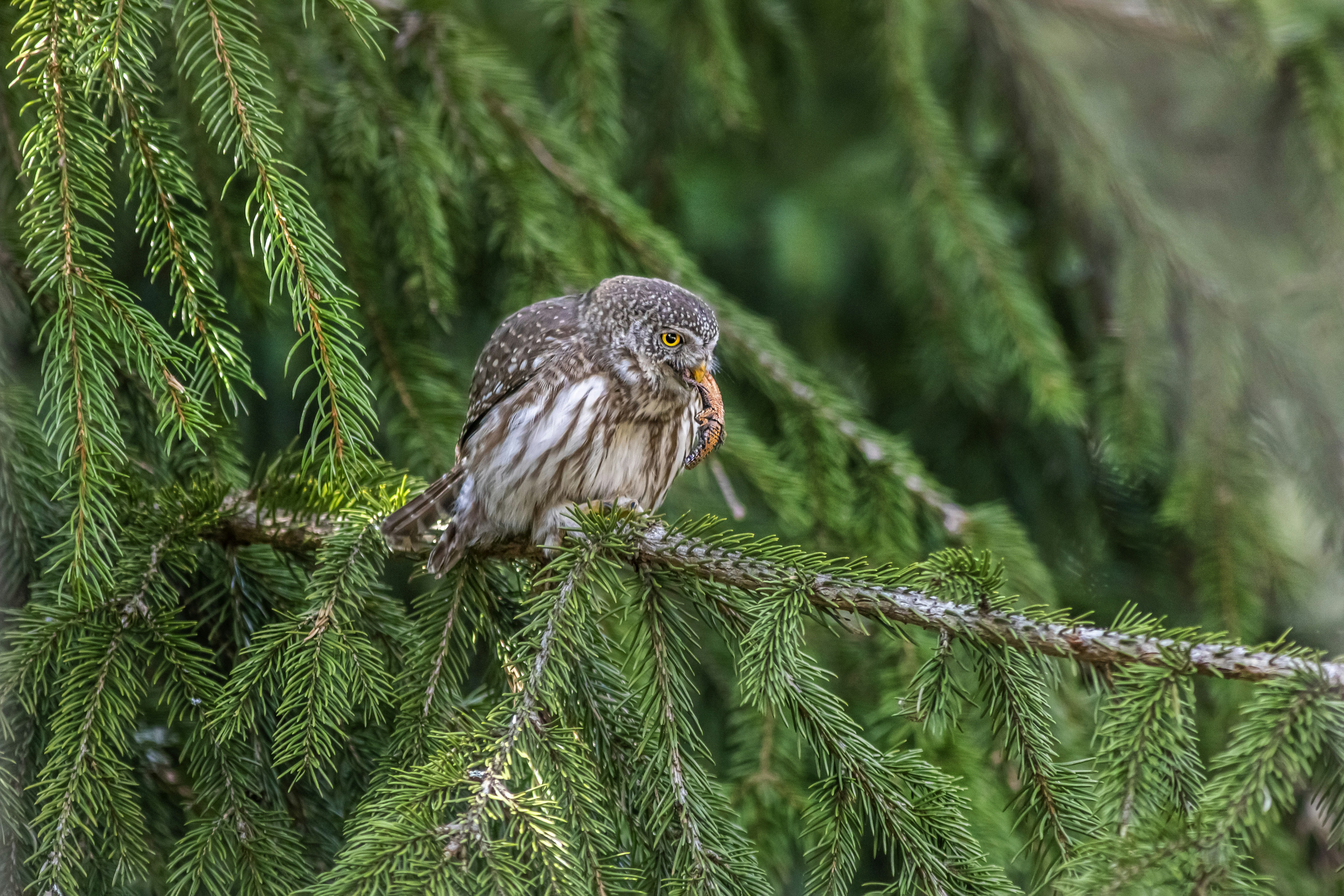 Photo by erik_karits