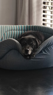 A black dog is comfortably resting its head on the edge of a cozy, cushioned pet bed that features a blue and grey striped pattern. The background includes grey curtains and a partial view of window blinds.