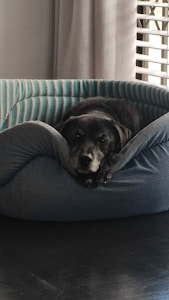 A black dog is comfortably resting its head on the edge of a cozy, cushioned pet bed that features a blue and grey striped pattern. The background includes grey curtains and a partial view of window blinds.