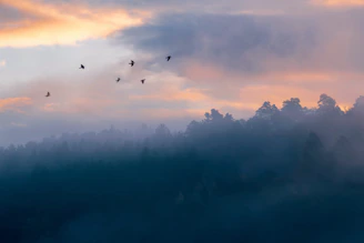 A wide-angle view of a misty forest with birds flying at sunrise.