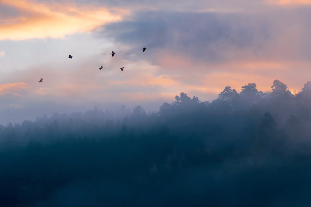 a flock of birds flying over a foggy forest