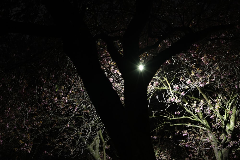 a street light shining on a tree at night