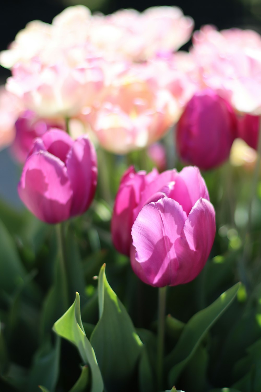 a close up of a bunch of pink flowers