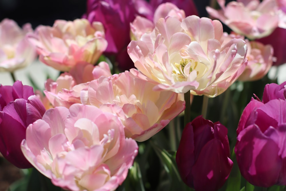 a bunch of pink and white flowers in a vase