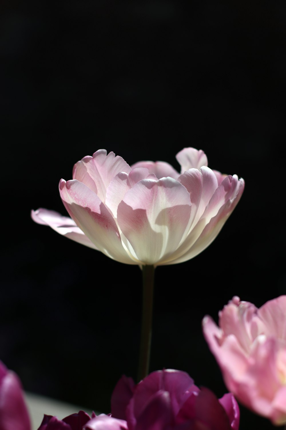 a group of pink and white flowers on a black background