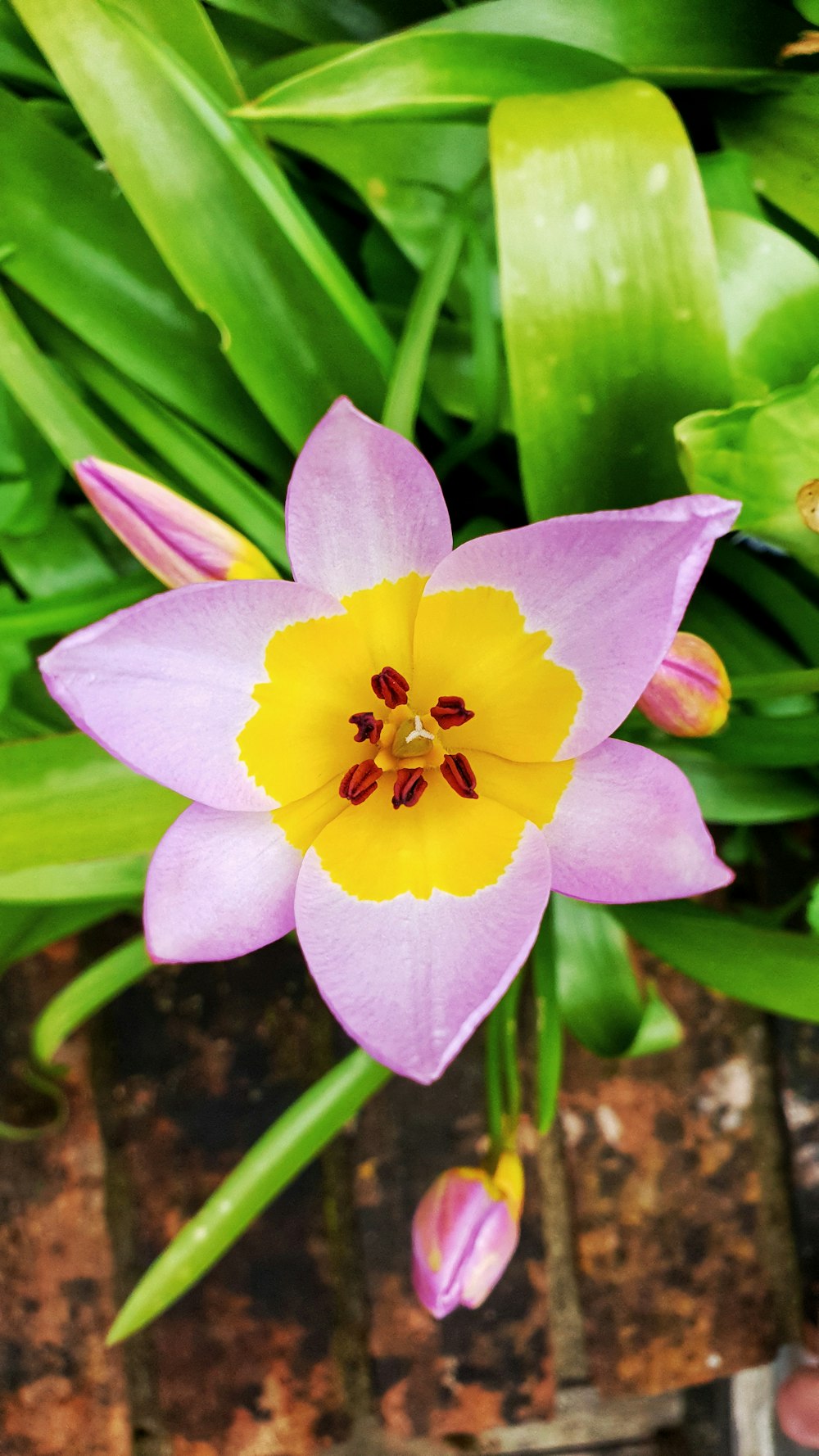 a pink and yellow flower with green leaves in the background