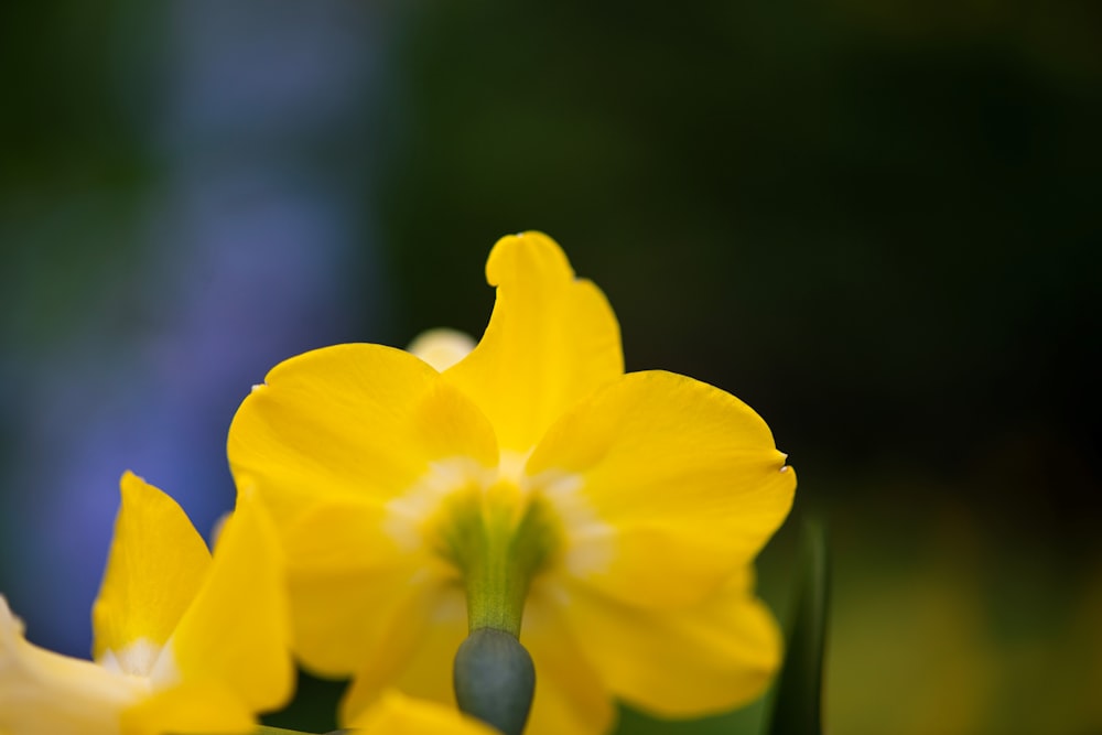 a close up of a yellow flower with a blurry background