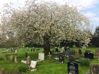 A serene cemetery is depicted with a large, blossoming tree centrally located. The grassy area is dotted with numerous gravestones of varying shapes and sizes. The tree is covered with an abundance of light-colored flowers, suggesting a springtime setting. In the background, a dense hedge borders the area, with a clear, blue sky visible above.