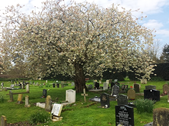 A serene cemetery is depicted with a large, blossoming tree centrally located. The grassy area is dotted with numerous gravestones of varying shapes and sizes. The tree is covered with an abundance of light-colored flowers, suggesting a springtime setting. In the background, a dense hedge borders the area, with a clear, blue sky visible above.