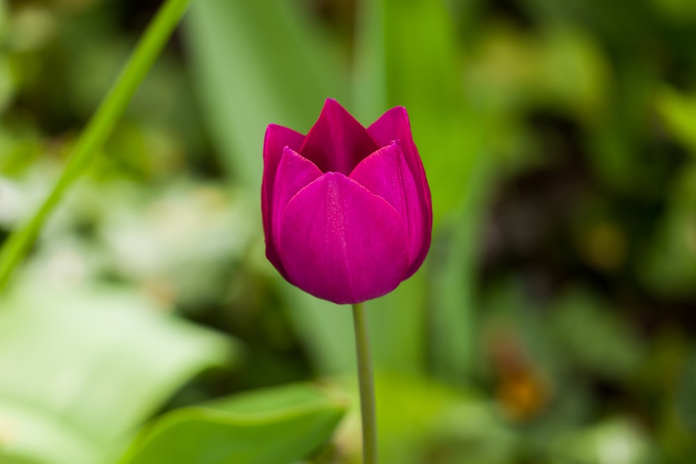 a single pink flower with green leaves in the background