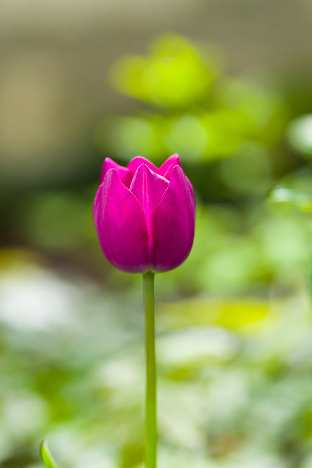 a single pink flower in the middle of a field