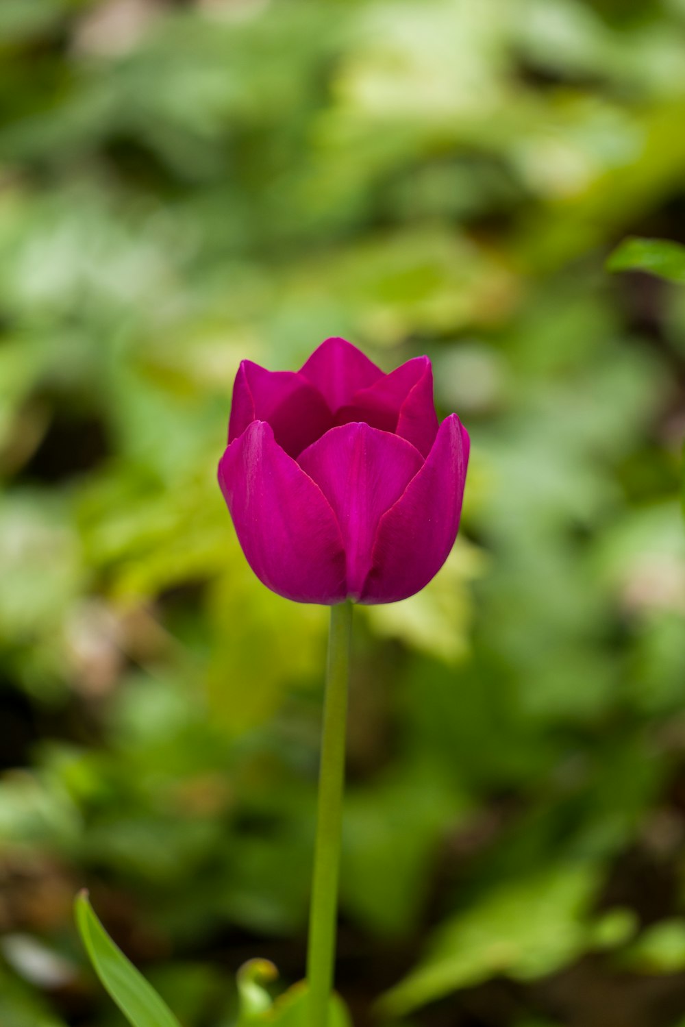 a single pink tulip in a field of green grass
