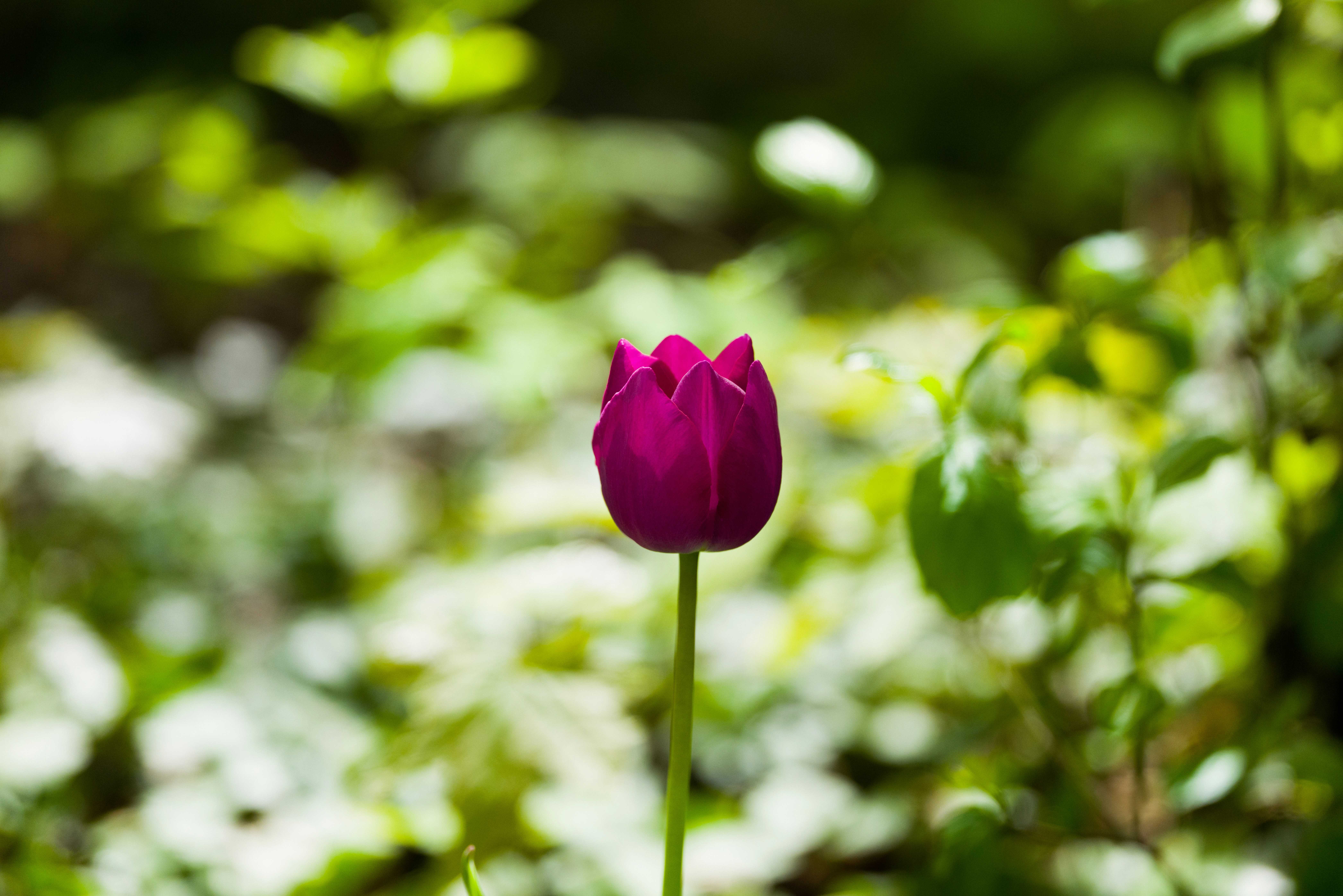 Photo by georgeiermann