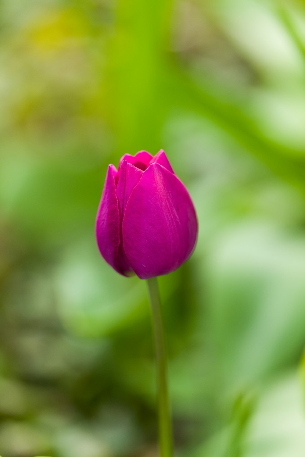 a single pink flower with green leaves in the background