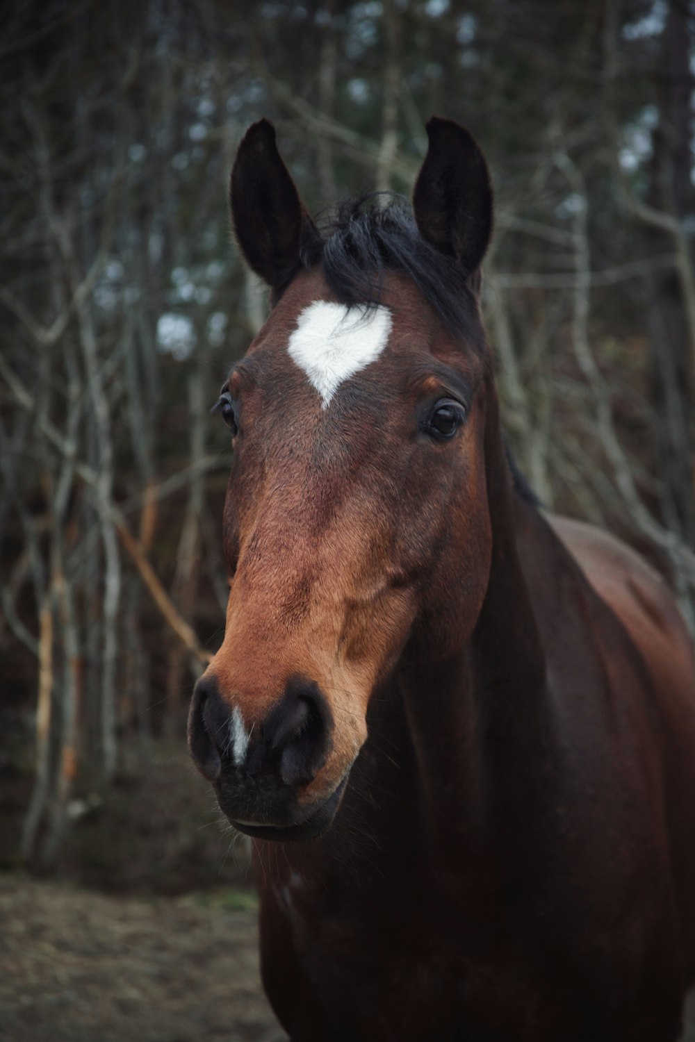 a brown horse with a white spot on it's face