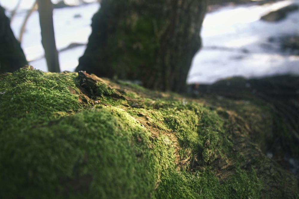 a moss covered tree trunk in the woods