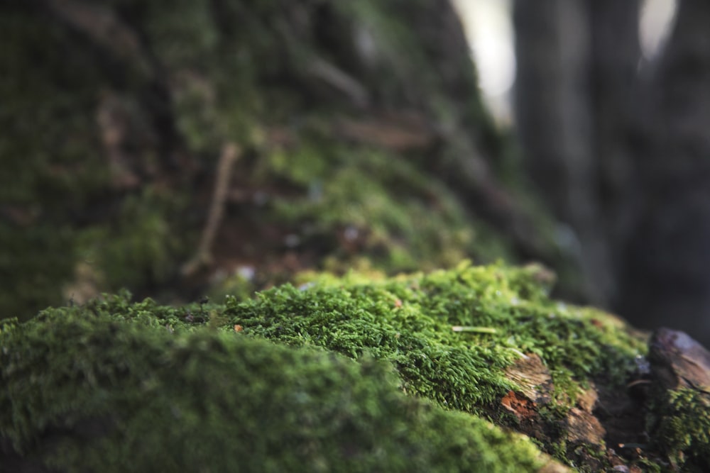 a close up of a moss covered rock