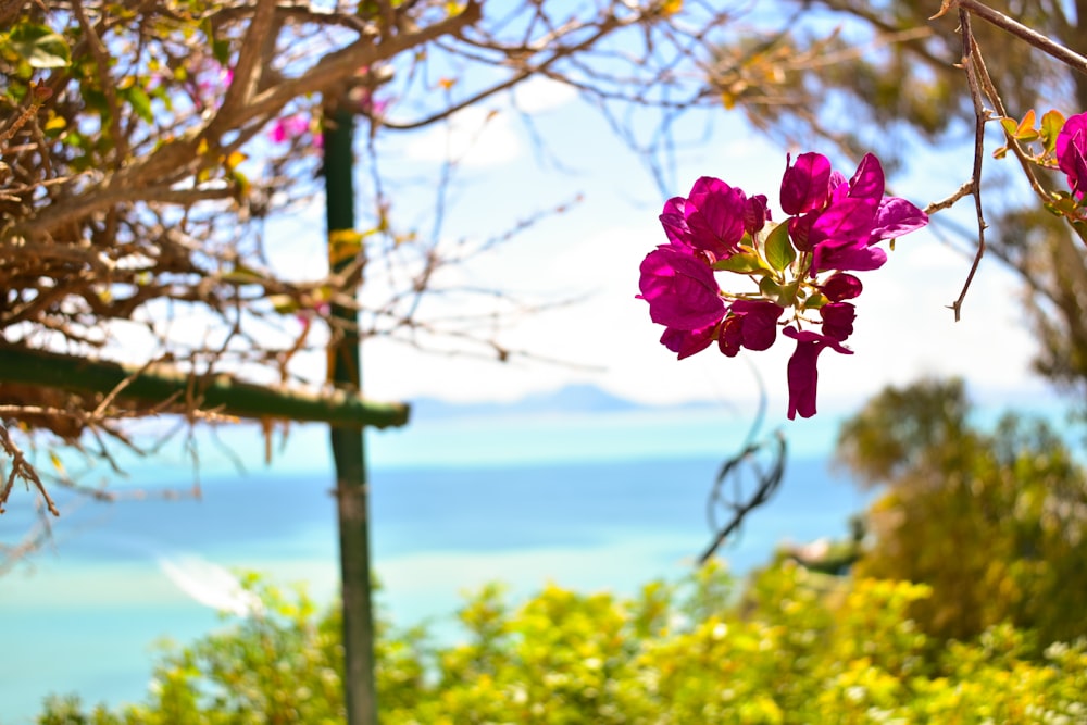 a purple flower is hanging from a tree