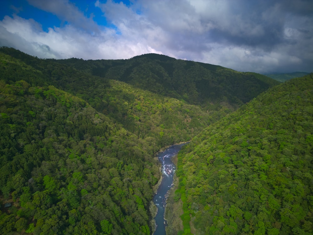 a river running through a lush green forest