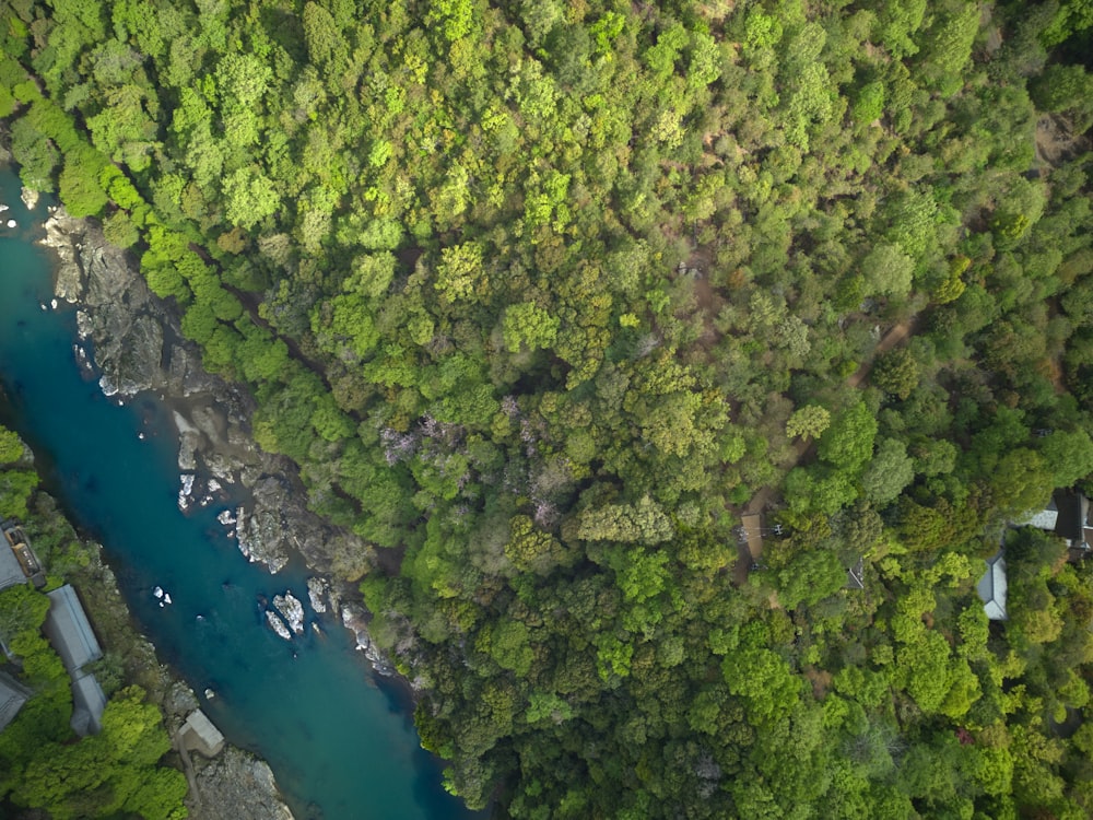 a river running through a lush green forest