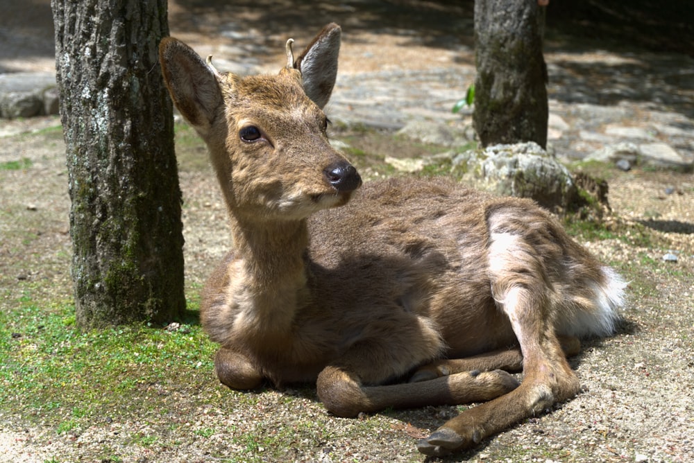 a deer laying down in the grass next to a tree