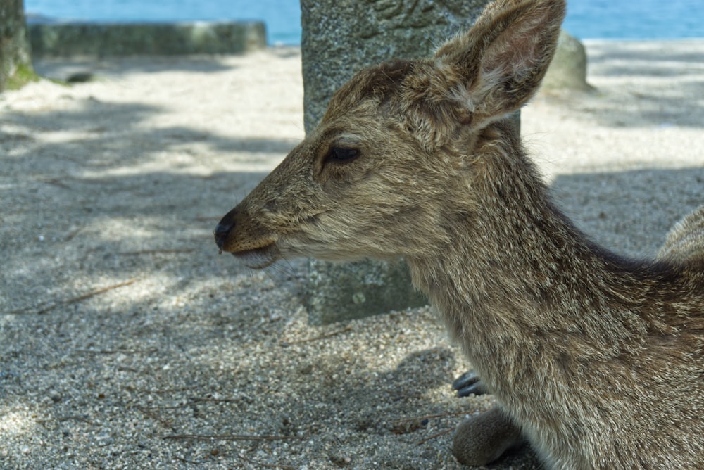 a small deer sitting next to a tree