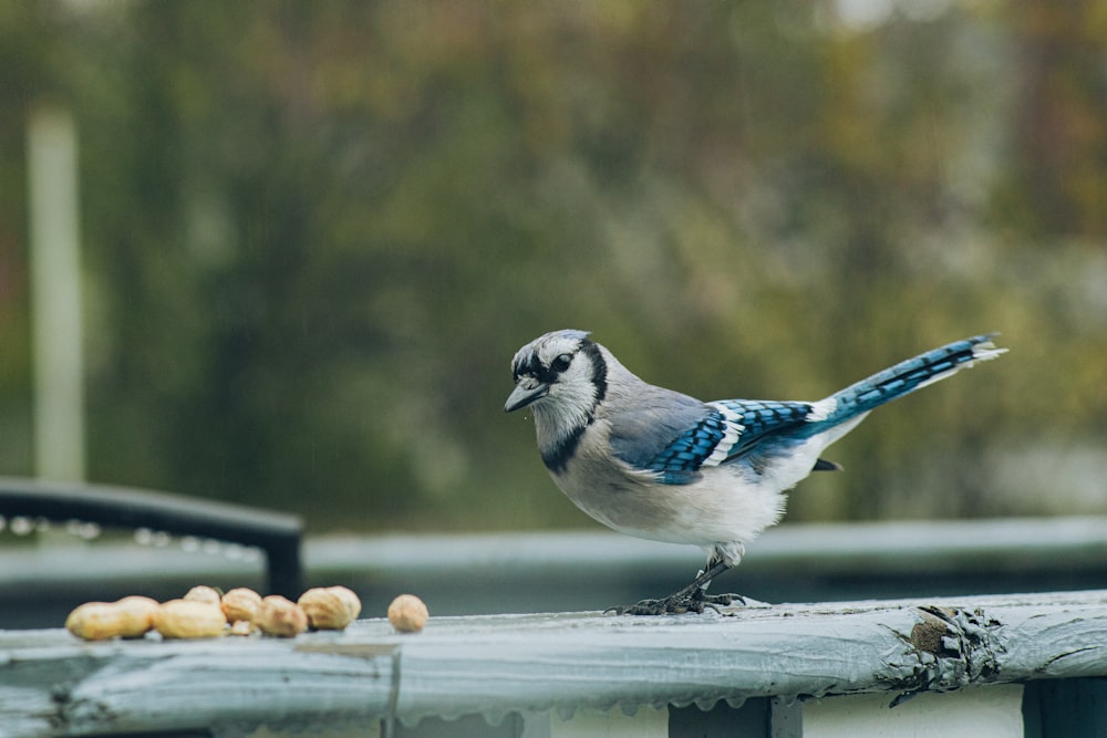 a blue jay is sitting on a rail eating peanuts