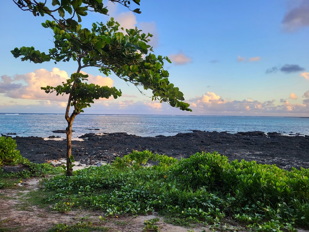 a bench sitting on top of a lush green field next to the ocean