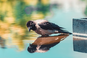 A crow leans over a body of water, gazing at its reflection. The serene scene features a still pool with soft, blurred reflections of greenery and sky, enhanced by the vibrant colors. The crow&rsquo;s feathers are dark with hints of blue and gray.