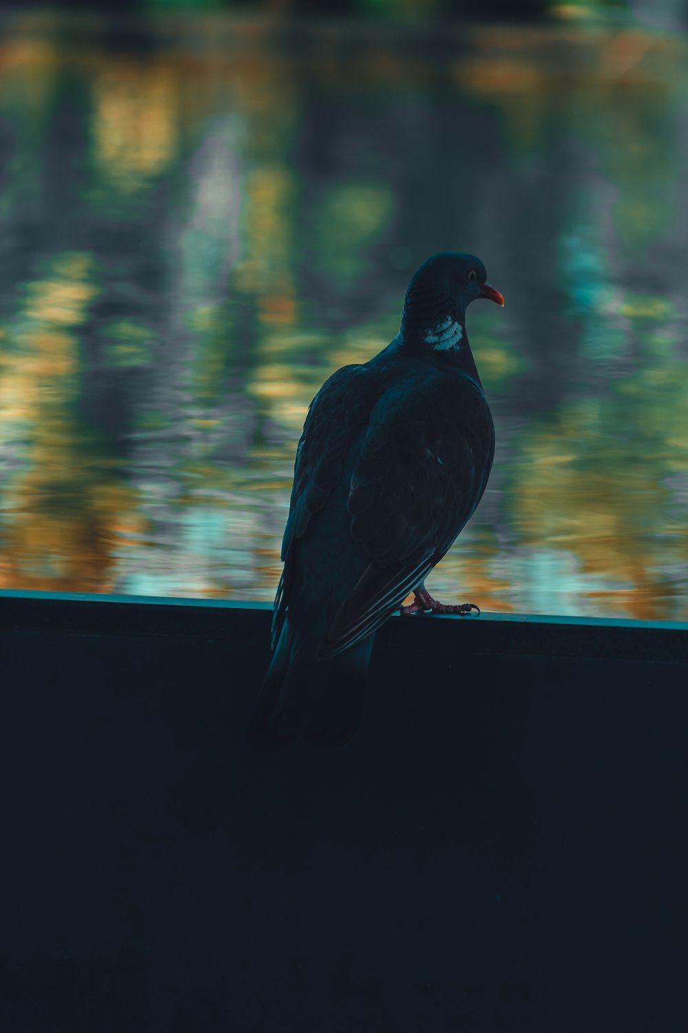 a black bird sitting on a ledge next to a body of water