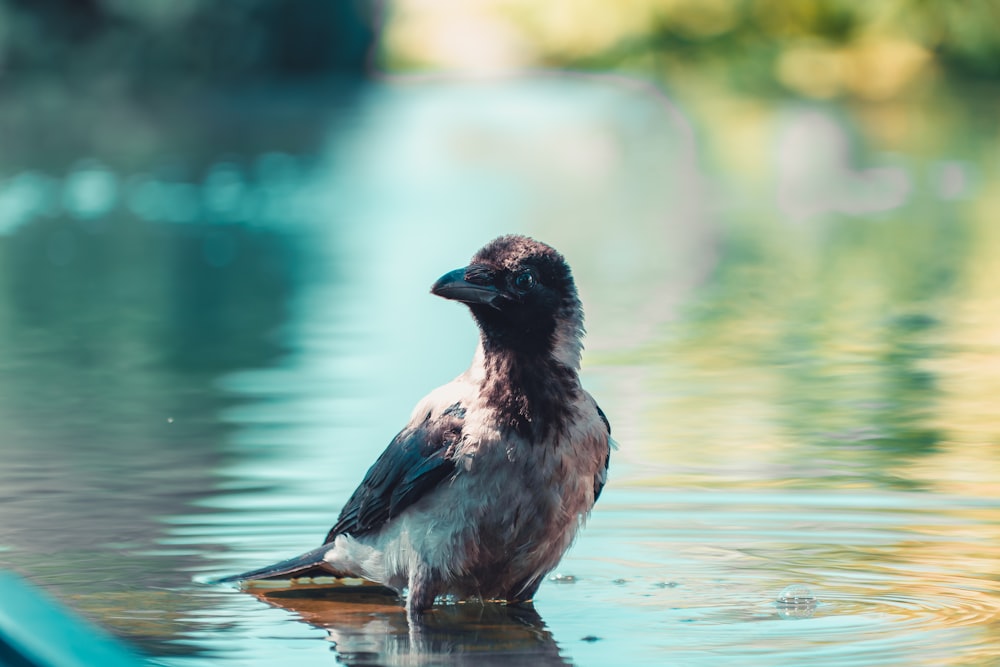 a bird is sitting on a log in the water