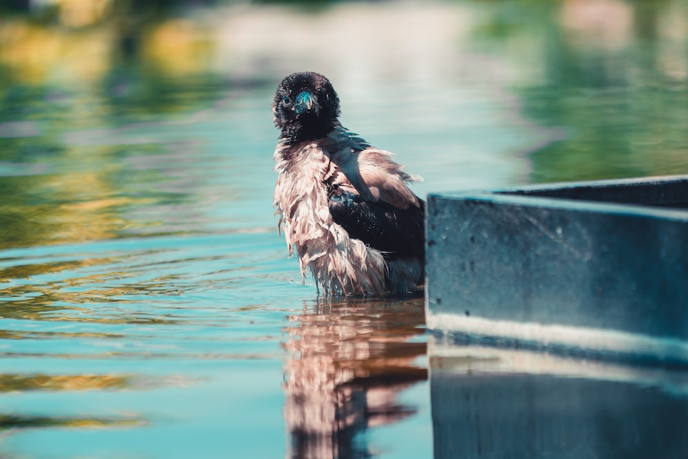 a bird that is sitting in the water